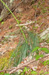 Eastern turkeybeard